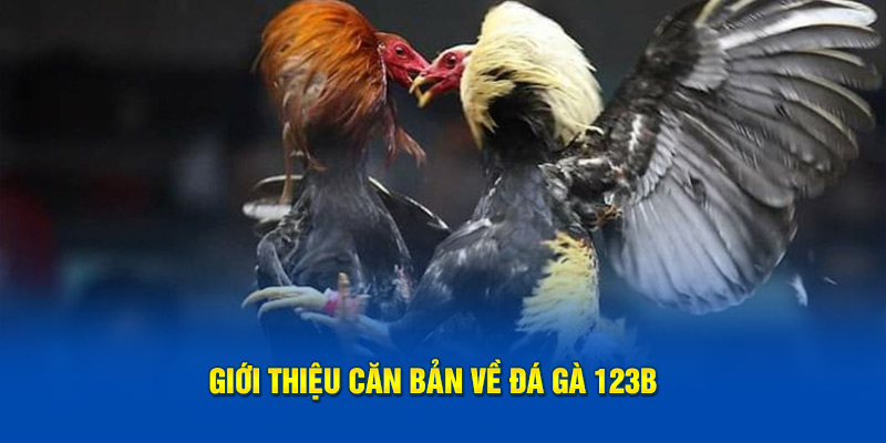 Giới thiệu căn bản về đá gà 123B 