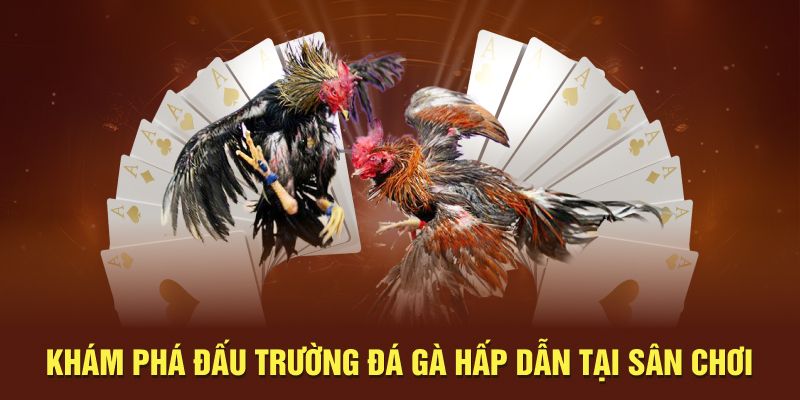 Khám phá đấu trường đá gà hấp dẫn tại sân chơi