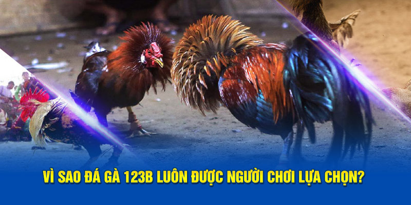 Vì sao đá gà 123B luôn được người chơi lựa chọn?